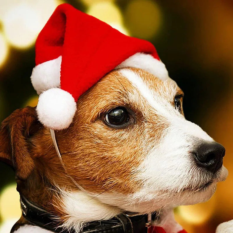 Pet Santa Hat — Adjustable Christmas Hat for Dogs & Cats | 2 Designs Available