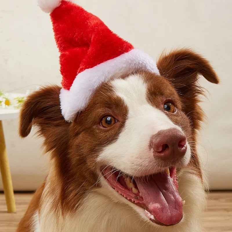 Pet Santa Hat — Adjustable Christmas Hat for Dogs & Cats | 2 Designs Available