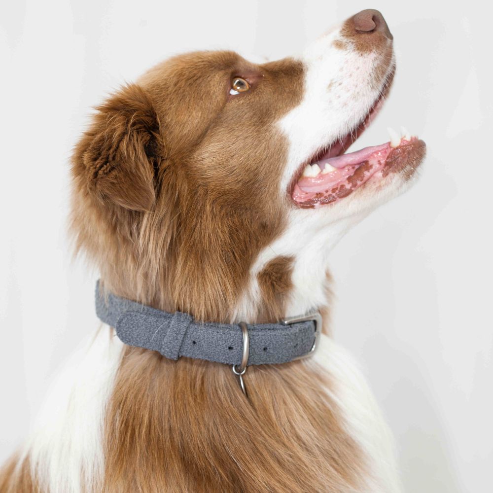 Basic Adjustable Dog Collar – Durable Nylon