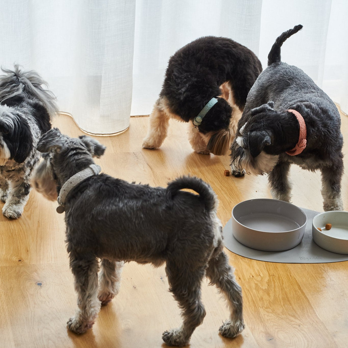 Basic Adjustable Dog Collar – Durable Nylon